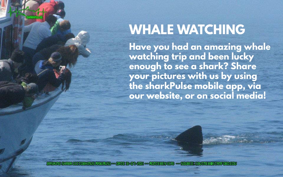 slider_whale-watch5_970x607